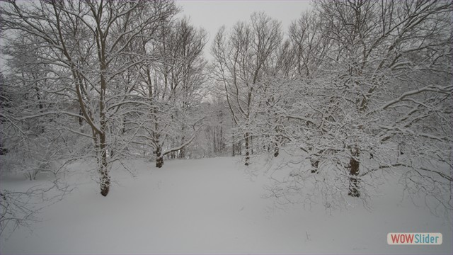 Soft Snow: Local Park - Webster, NY